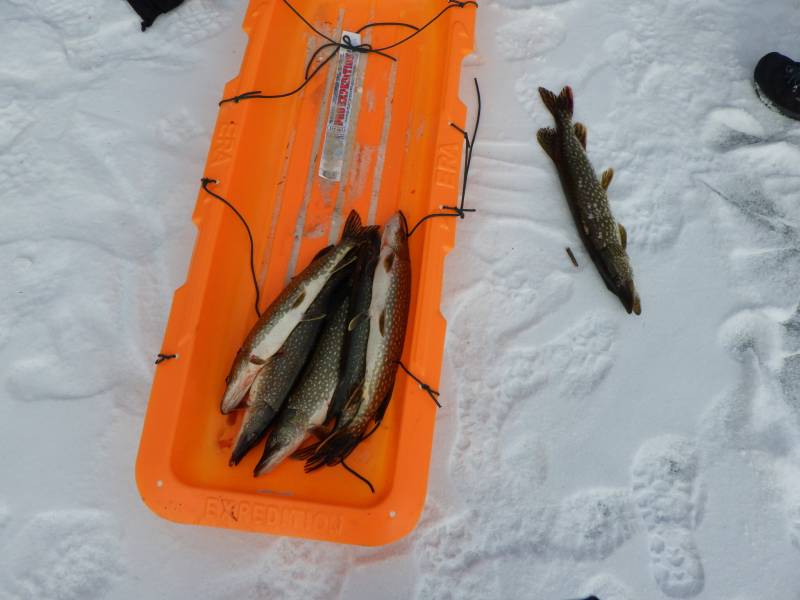 Northern pike in Lake County