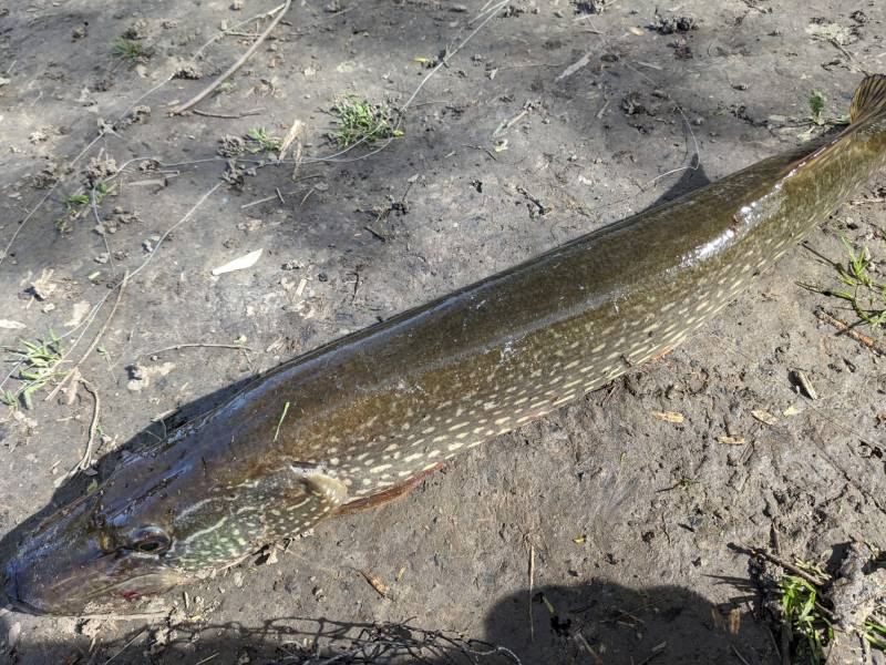 Northern pike in La Crosse