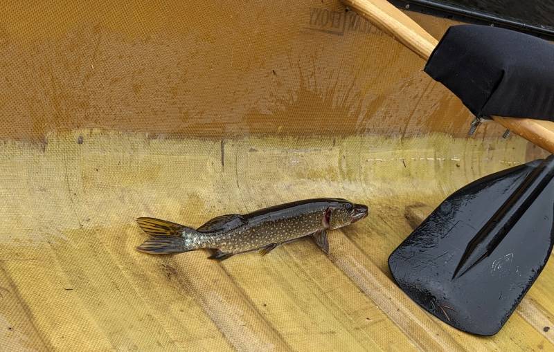 Northern pike in Lake County