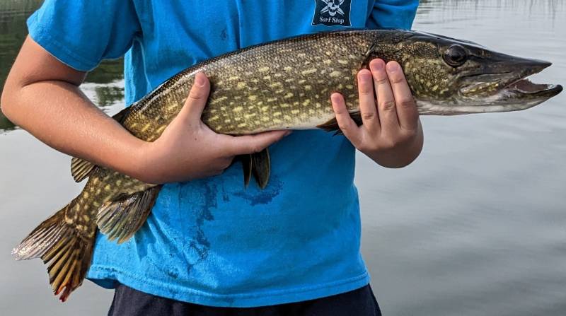Northern pike in Minnesota