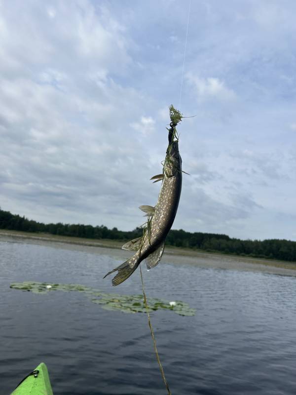 Northern pike in Saint Louis River