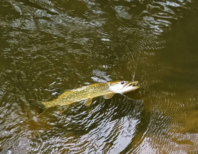 Northern pike in Wisconsin