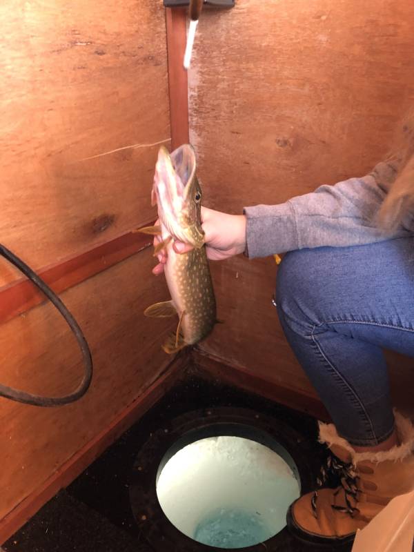 Northern pike in East Gull Lake