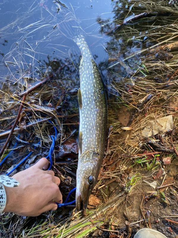 Northern pike in Lake County