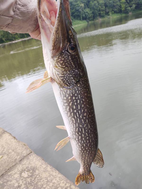 Northern pike in Hyde Park