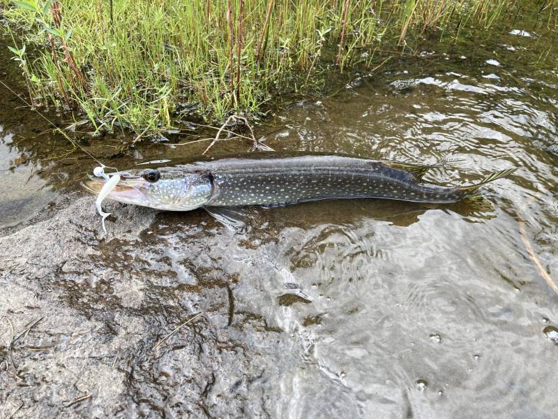Northern pike in Lake County
