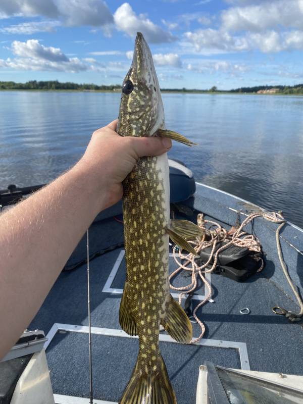 Northern pike in East Gull Lake