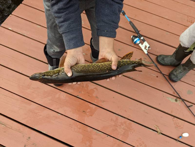 Northern pike in Matanuska-Susitna