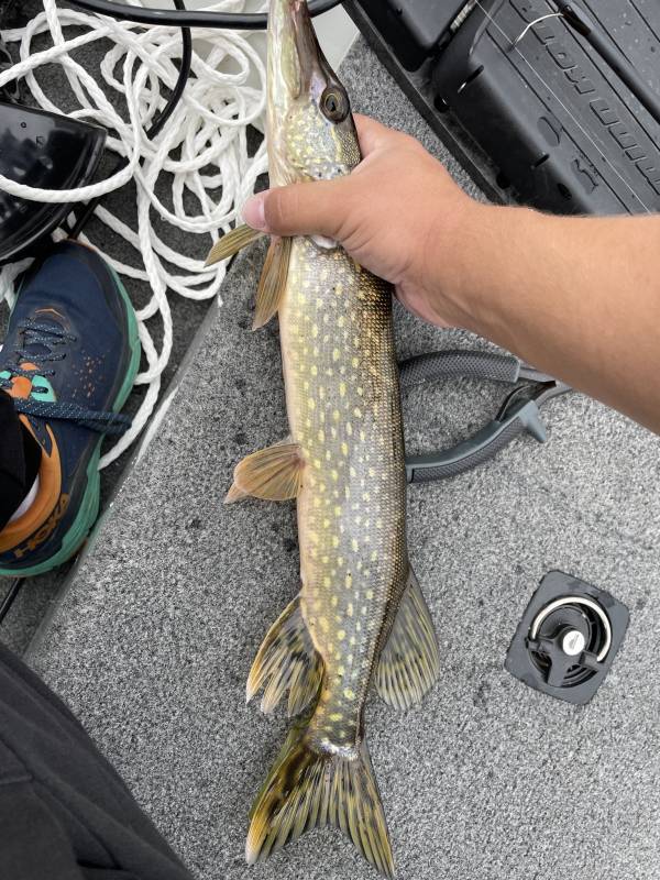 Northern pike in Ely