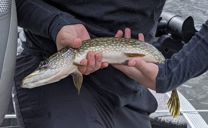 Northern pike in Grosse Pointe Woods