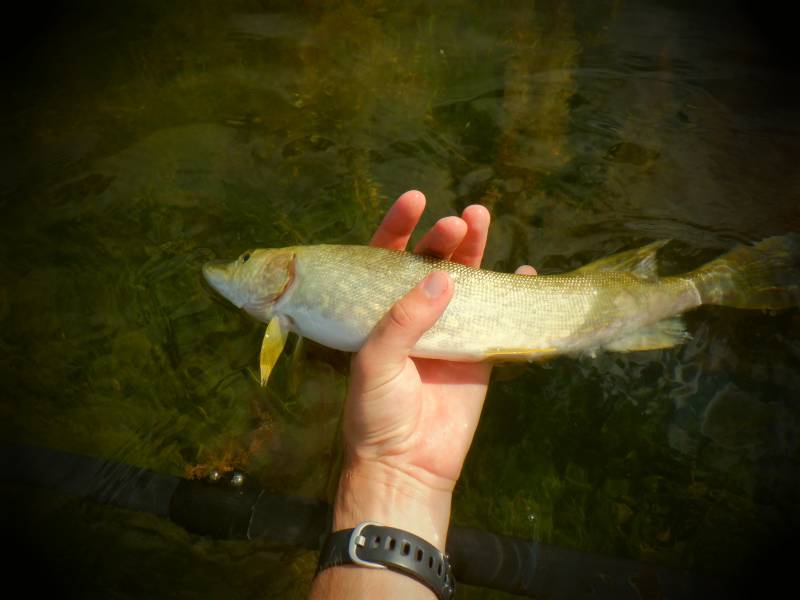 Northern pike in Lake Okauchee
