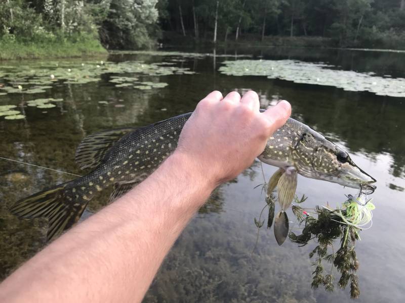 Northern pike in Laingsburg