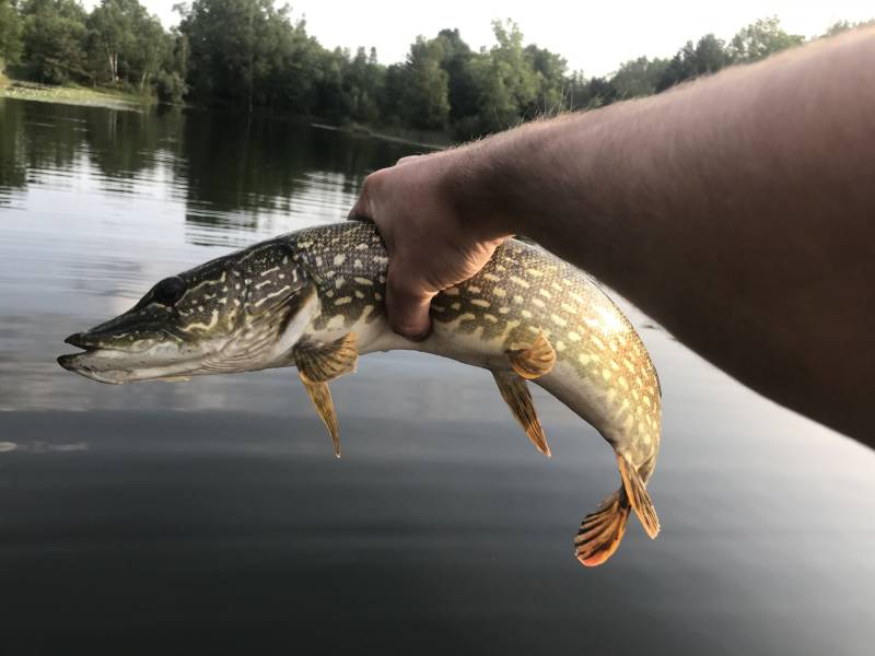 Northern pike in Midland