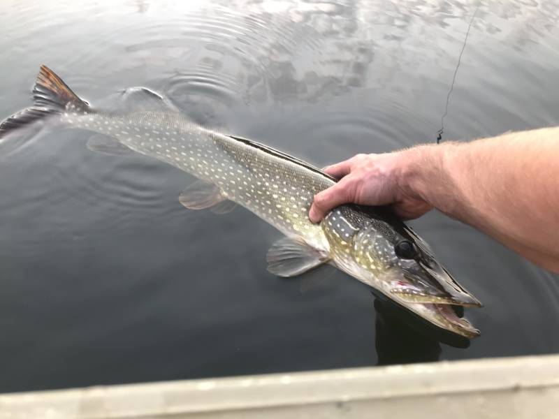 Northern pike in Midland