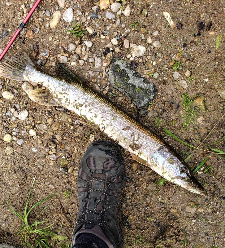 Northern pike in Fox Lake