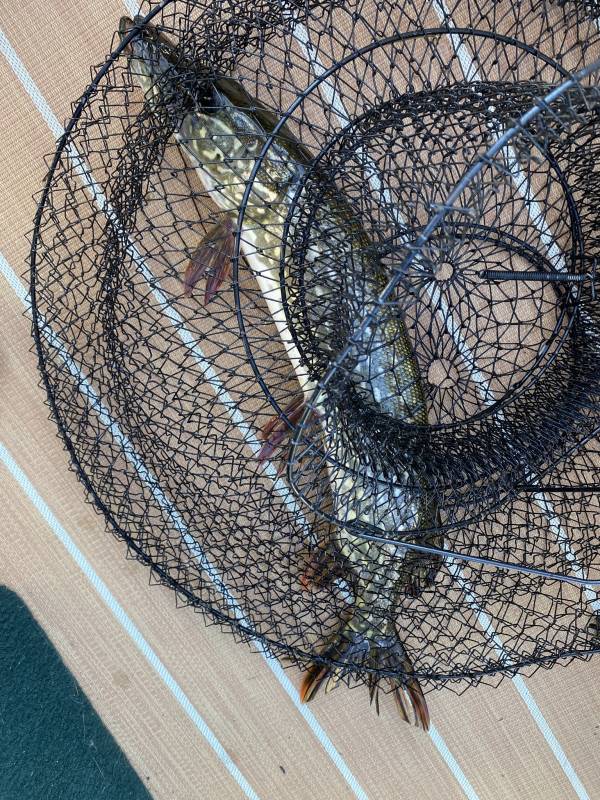 Northern pike in East Gull Lake