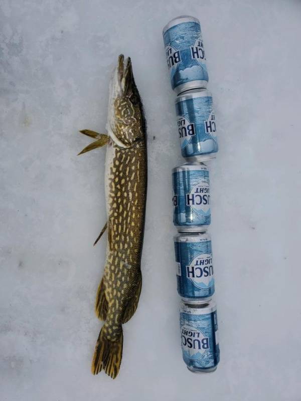 Northern pike in East Gull Lake