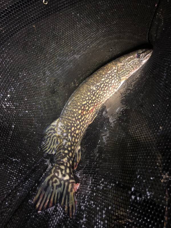 Northern pike in Village of Marathon