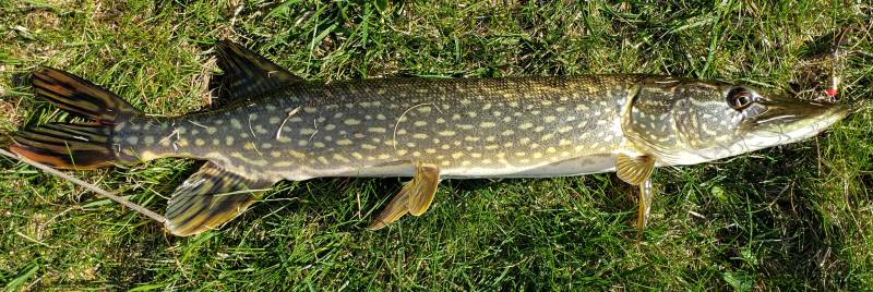 Northern pike in Silver Lake