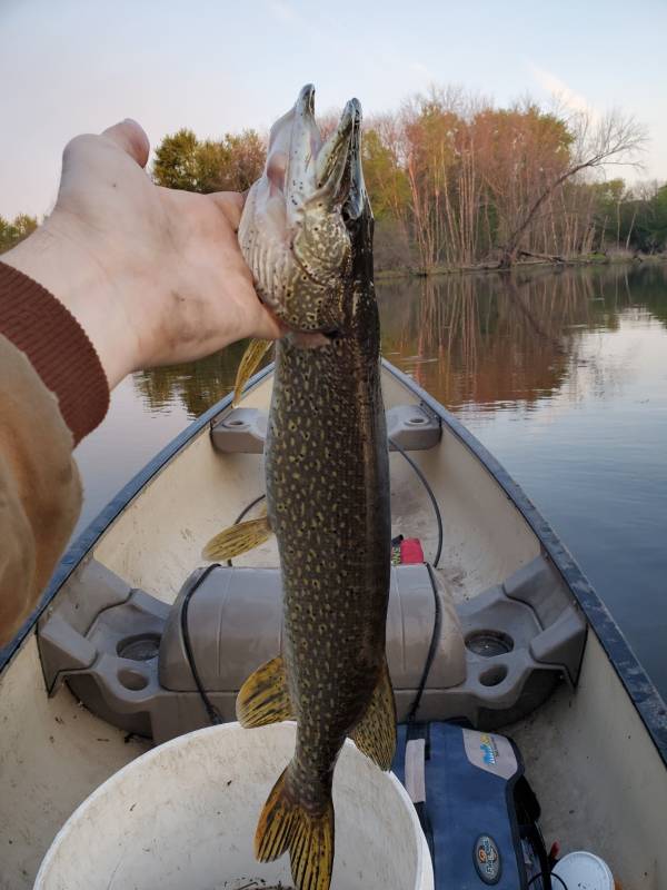 Northern pike in La Crosse