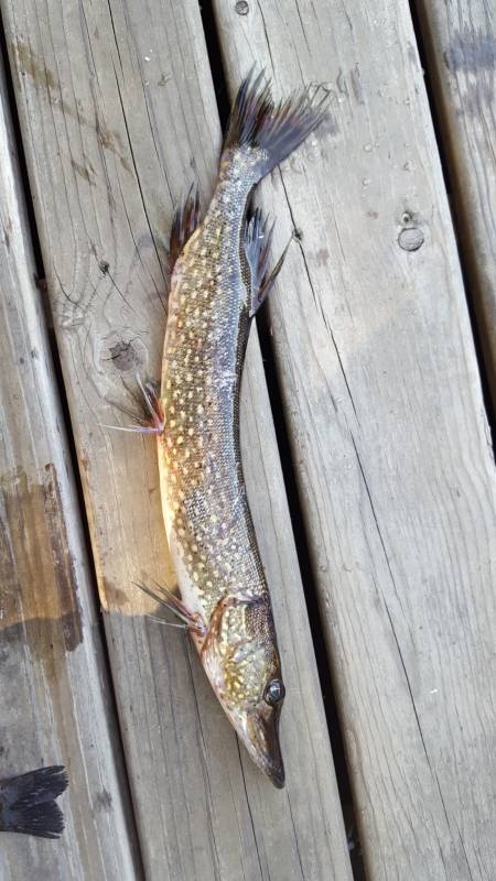 Northern pike in Lake County