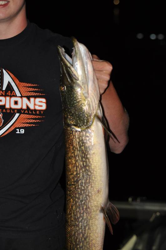 Northern pike in East Gull Lake