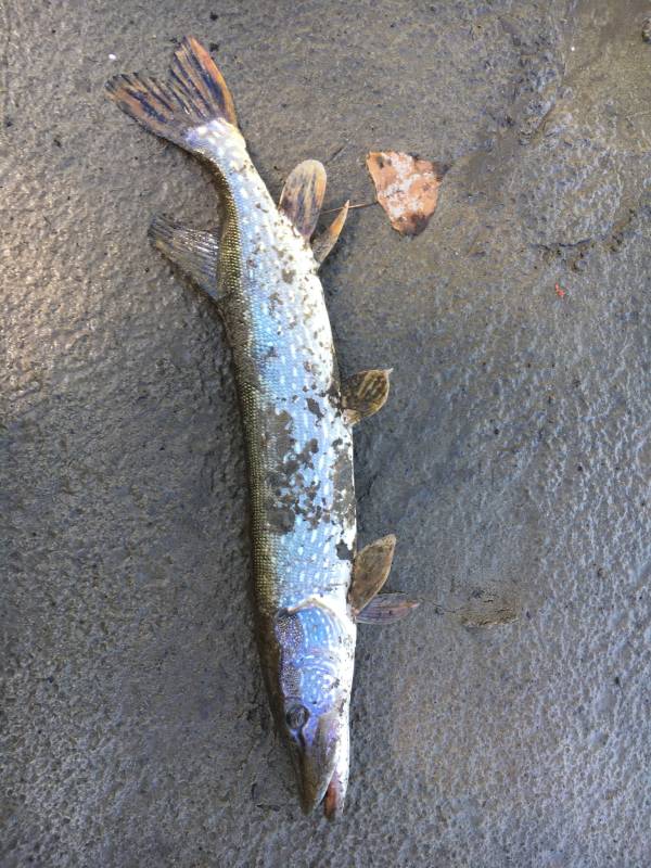 Northern pike in Burnsville