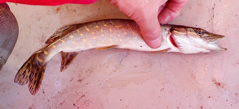 Northern pike in Fairbanks