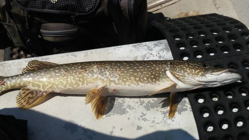 Northern pike in Grosse Pointe Woods