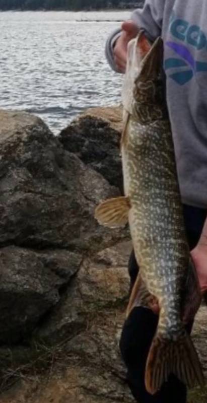Northern pike in Idaho
