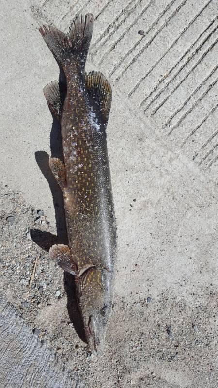 Northern pike in Lake County