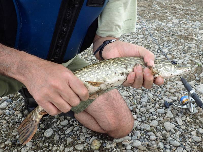 Northern pike in Fairbanks