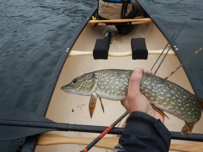 Northern pike in United States