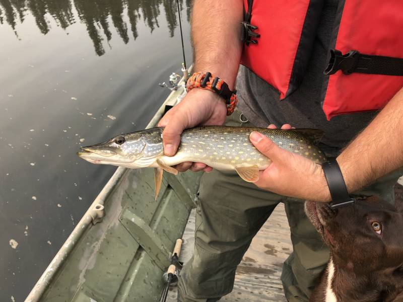 Northern pike in Fairbanks North Star