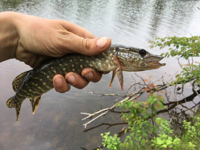 Northern pike in Hillman
