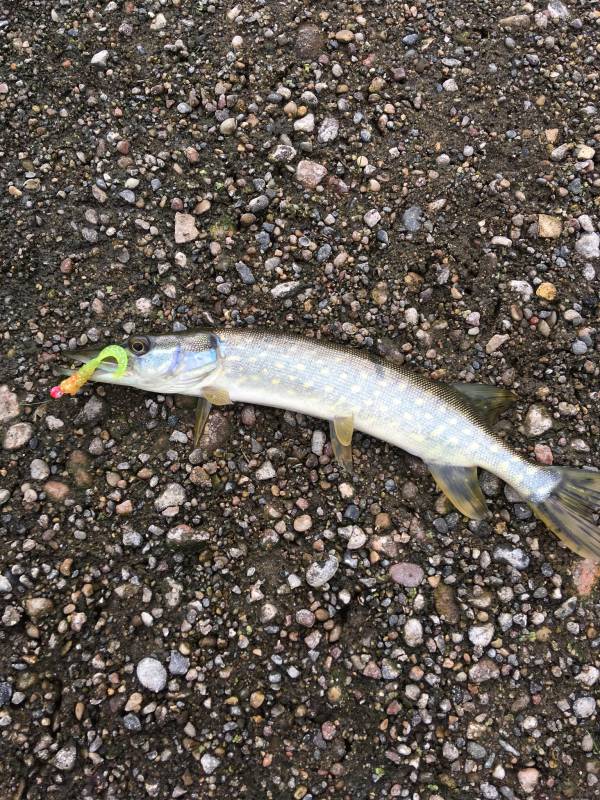 Northern pike in Burnsville
