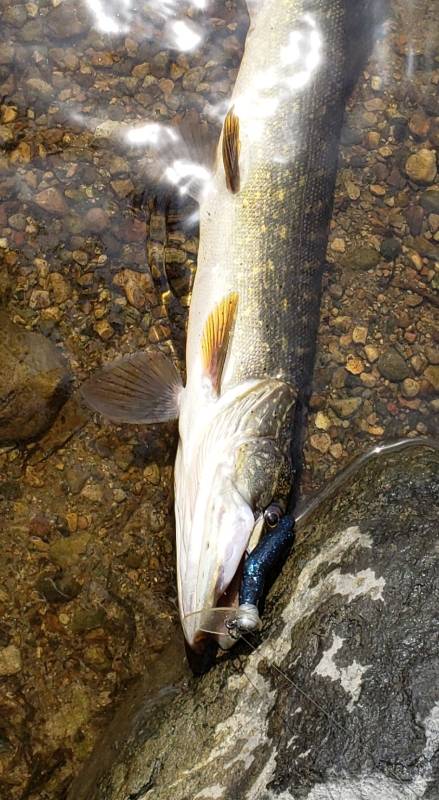 Northern pike in Fox Lake