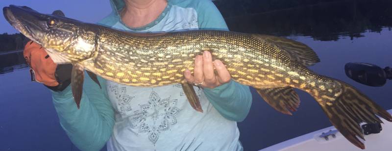 Northern pike in Douglas County