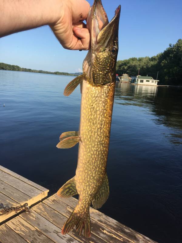 Northern pike in La Crosse