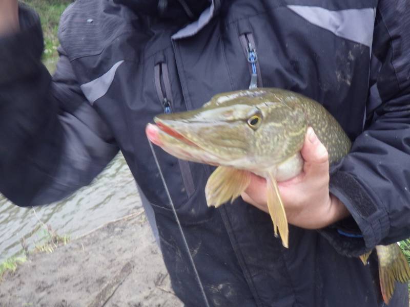 Northern pike in Fillmore County