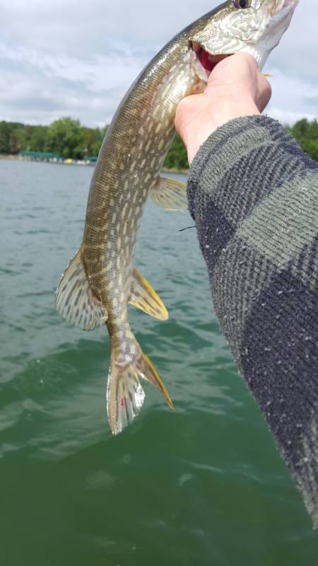 Northern pike in Leech Lake