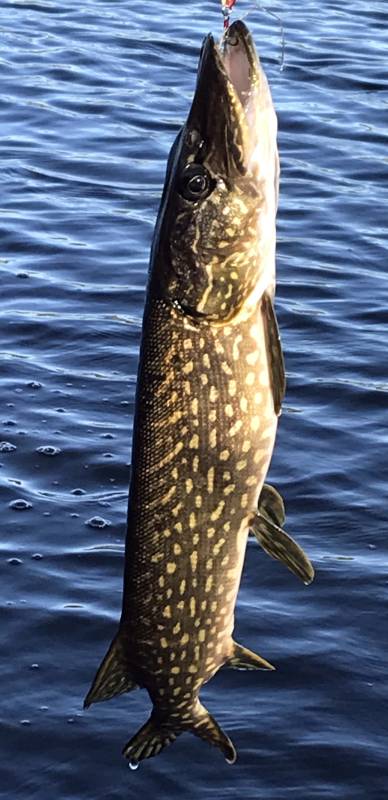 Northern pike in Bayfield County