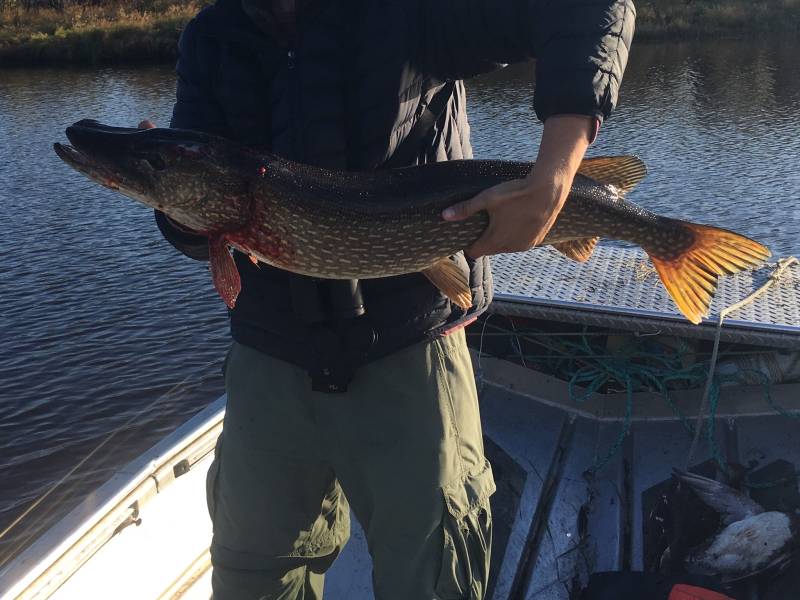 Northern pike in Alaska
