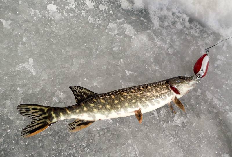 Northern pike in Fairbanks
