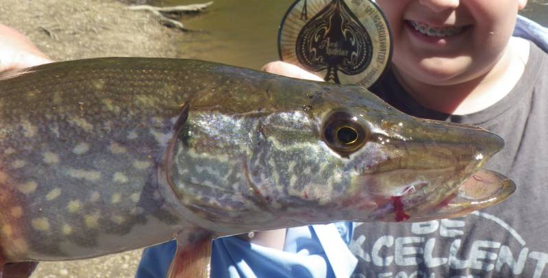 Northern pike in Grant County