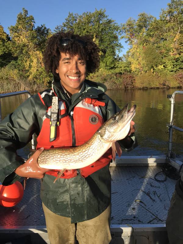 Northern pike in Ripley