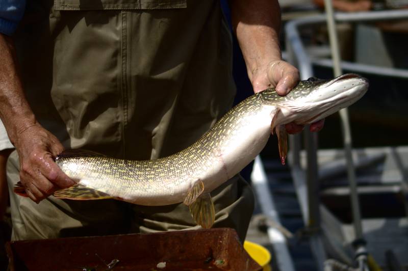 Northern pike in Cherry