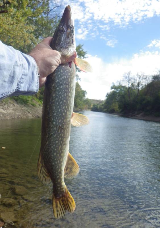 Northern pike in LaSalle County