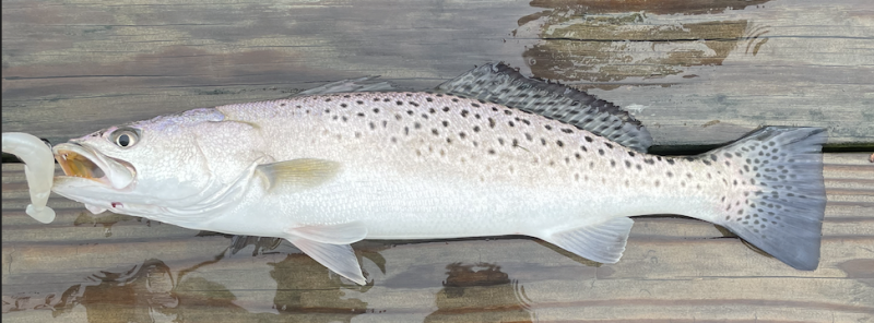 Speckled Trout in United States
