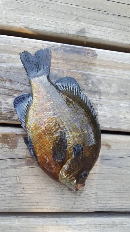Bluegill in Ely